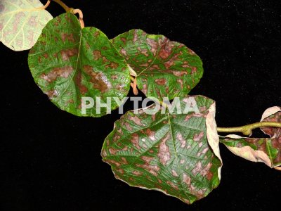Phomopsis actinidiae